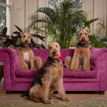 Clone Country House Охрим Экстерьер фото Airedale Terriers