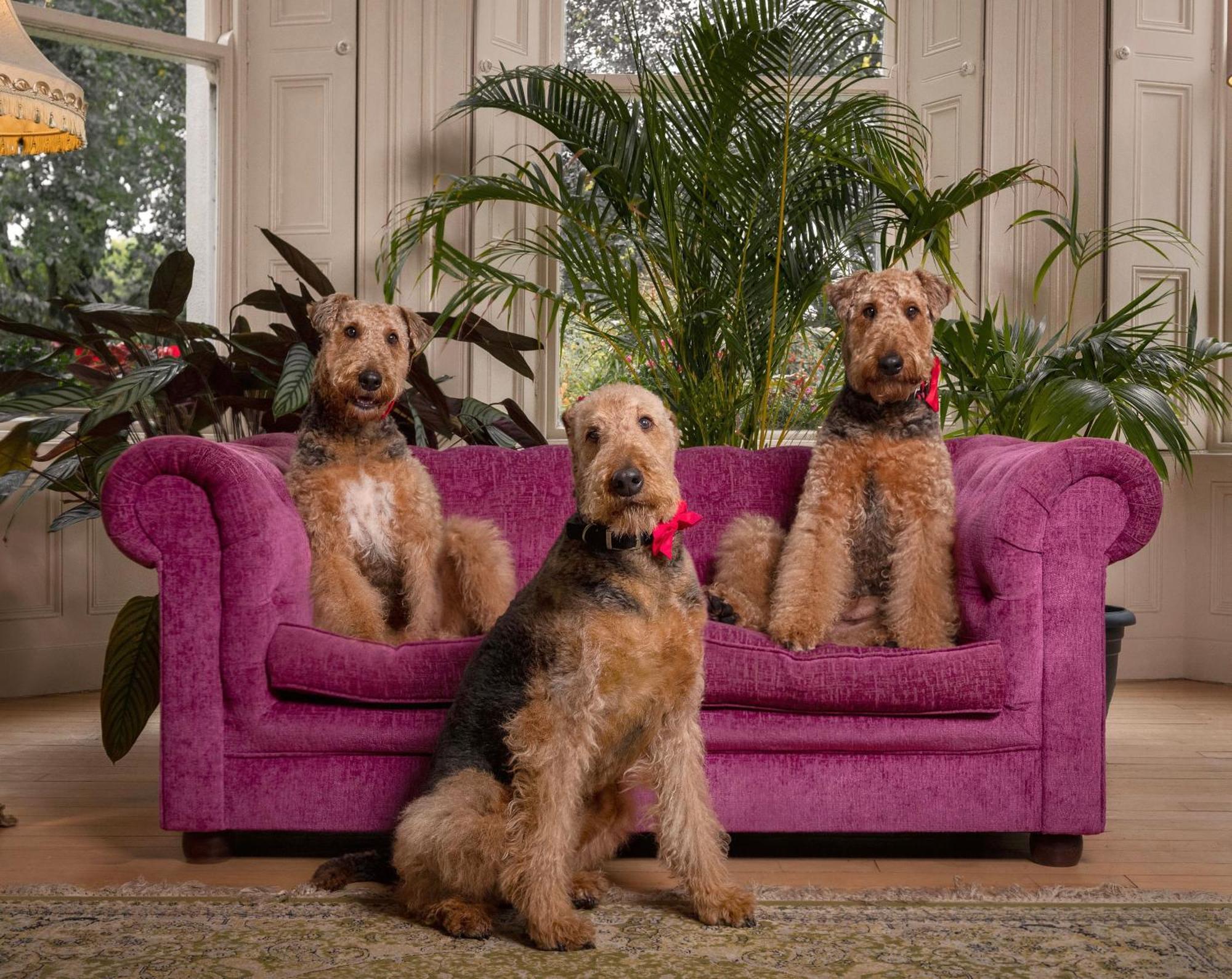 Clone Country House Охрим Экстерьер фото Airedale Terriers