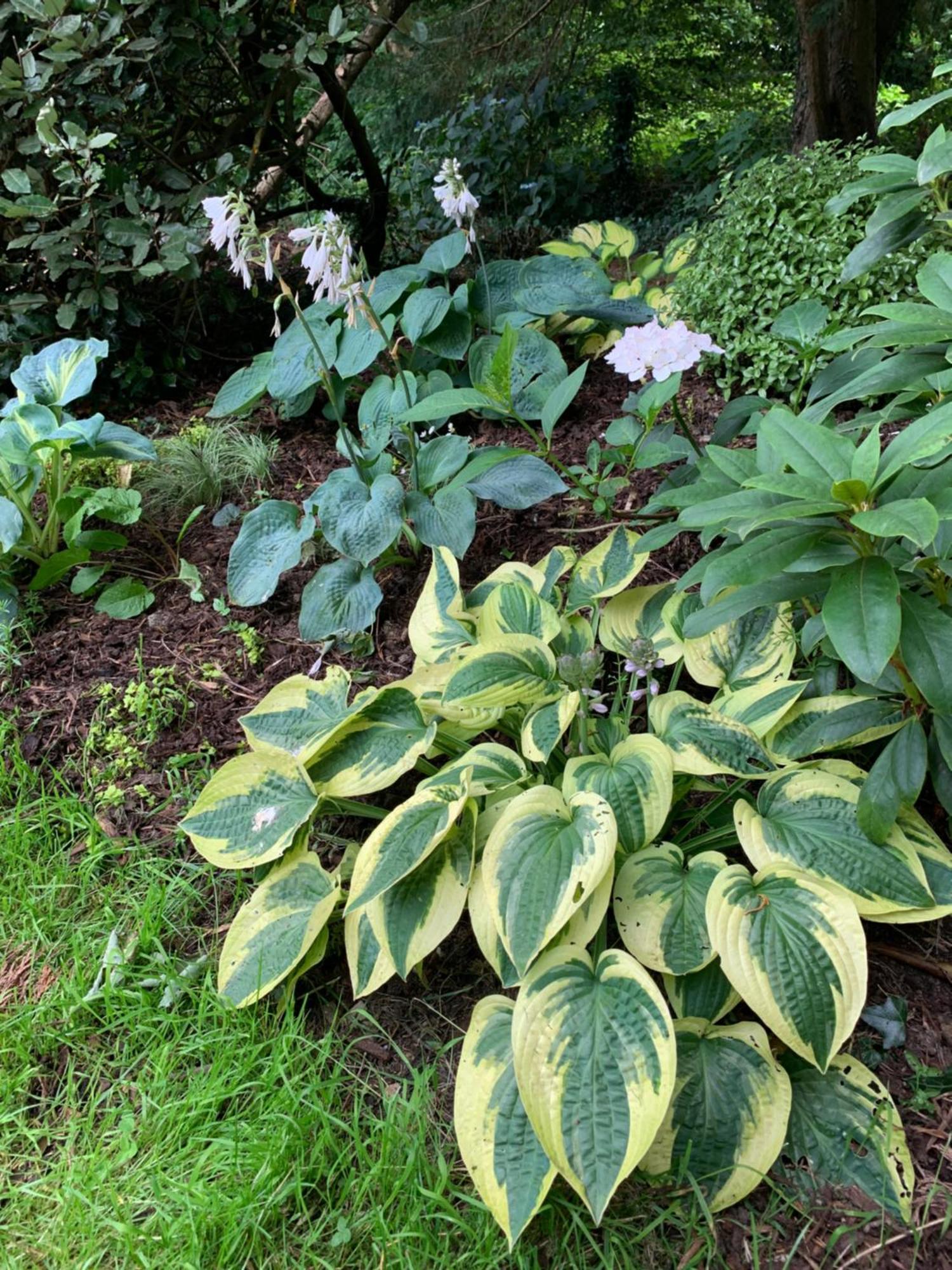 Clone Country House Охрим Экстерьер фото Hosta 'Batik'