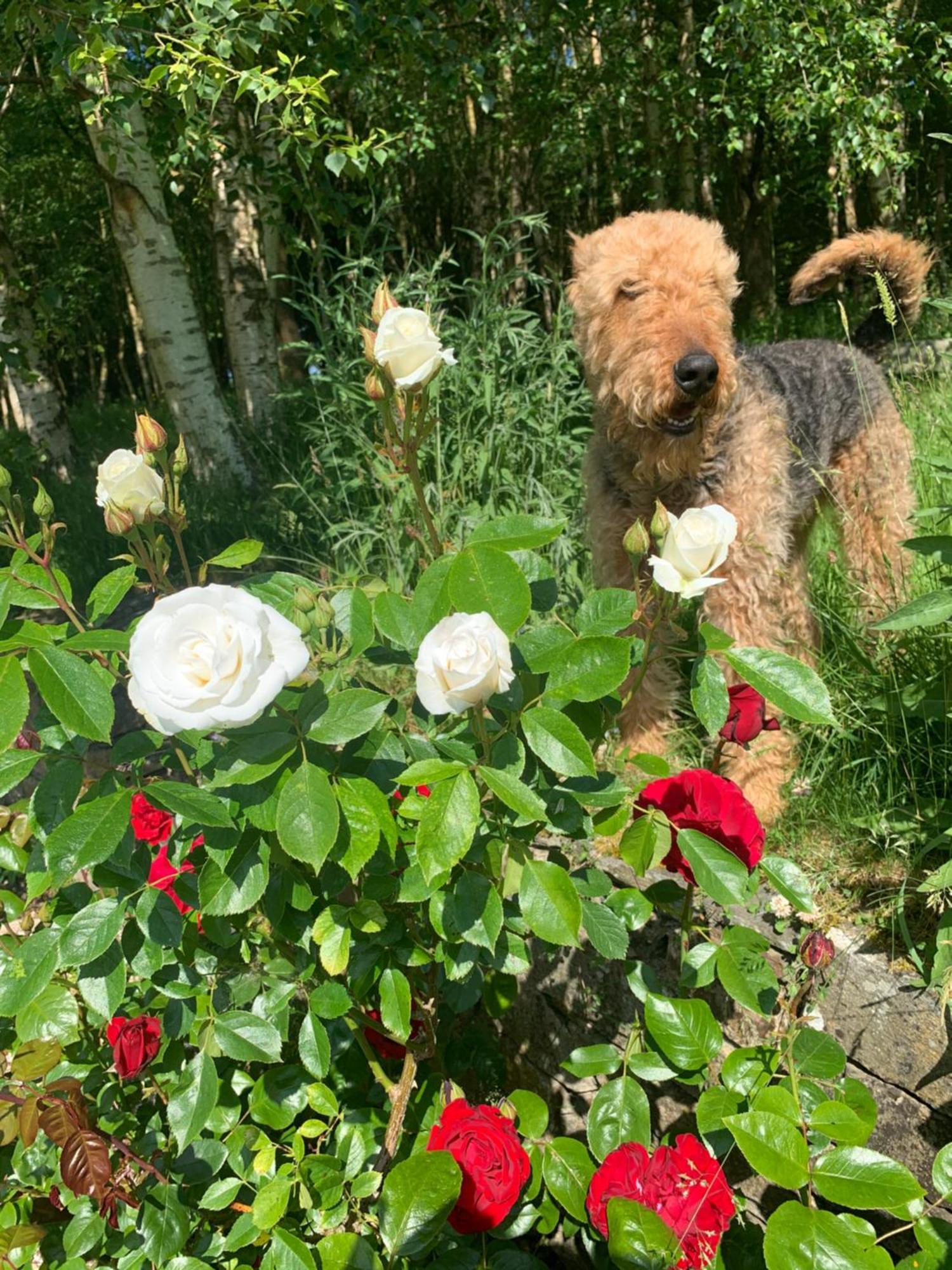 Clone Country House Охрим Экстерьер фото A dog in the rose garden