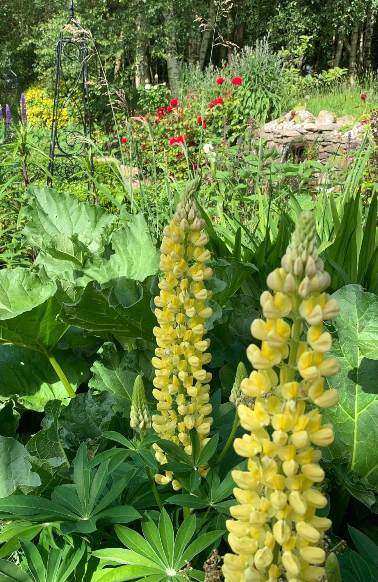 Clone Country House Охрим Экстерьер фото Lupinus golden tower